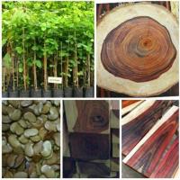 ราคา 100 เมล็ดพันธุ์ Garden Seeds พะยูงไทย Siamese Rosewoodไม้เนื้อแข็ง ไม้มงคล กระยูง กะยง ขะยุง ขะยูง พยุง พะยูง แดงจีน ประดู่ลาย ประดู่เสน (4380096338)