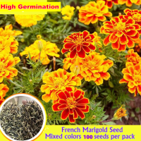 ราคา มันง่ายที่จะปลูกในฟิลิปปินส์ เมล็ดดาวเรืองฝรั่งเศส 100 เมล็ด เมล็ดดอกดาวเรืองฝรั่งเศสคู่สำหรับสวน เมล็ดพืชดอก เมล็ดบอนไซสำหรับปลูกดอกไม้ พืชในร่มระเบียง กระถางต้นไม้สดขาย ปลูกง่ายพืชจริงตกแต่งบ้าน (21