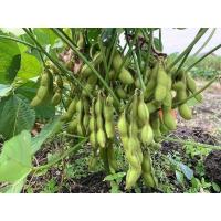 ราคา เมล็ดพันธุ์ ถั่วแระญี่ปุ่น กลิ่นหอมใบเตย เมล็ดพันธุ์ถั่วเเระญี่ปุ่น 10 130 เมล็ด ซื้อ10 แถม 1 คละได้ (10666980675)