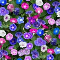 ราคา เมล็ดดอกมอนิ่งกลอรี่คละสี Morning glory มอร์นิ่ง กลอรี่คละสี บรรจุ30เมล็ด (10947416699)