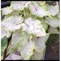 ราคา บอนสีหนุมานหาวเป็นดาวเป็นเดือน ชิ้นผ่าหัว แท้ตรงปก (20428950960)