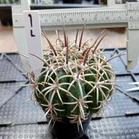 ราคา หนามโหด หนามแปลก ไม้สะสม คัดพิเศษ ไม้เมล็ด ต้นกระบองเพชร ต้นแคคตัส แคคตัส กระบองเพชร (19838357785)