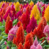 ราคา เมล็ดพันธุ์ สร้อยไก่ คละสี เมล็ดพันธุ์ดอกสร้อยไก่ 360 เมล็ด พันธุ์แท้ นำเข้าจากต่างประเทศ 10 แถม 1 คละได้ (10842055395)