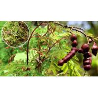 ราคา ต้นส้มป่อย ส้มป่อย สมุนไพรมงคลช่วยขจัดอัปมงคล ดอกต้มน้ำดื่มลดไขมัน ฝักแห้งใช้สระผมแก้หงอกก่อนวัย จัดส่งพร้อมถุง 6 นิ้ว ลำต้นสูง 35 60ซม (20978235934)