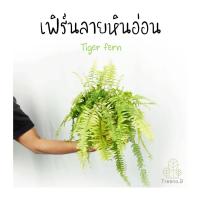 ราคา Treeno 9 T6 เฟิร์นลายหินอ่อน Tiger fern กระถางแขวน 8 นิ้ว สูง 30 40 ซม ไม้ประดับ ไม้ฟอกอากาศ ต้นไม้ (10675173802)