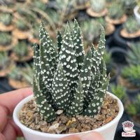ราคา ม้าโดนัท Haworthia pumila donut ฮาโวเทีย ไม้อวบน้ำ กุหลาบหิน cactus succulentหลากหลายสายพันธุ์ (6281894589)