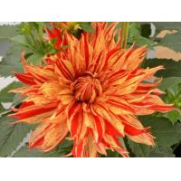 ราคา 1 เหง้า ชุุด รักเร่ Dahlia Bulb สายพันธุ์ Sun Fire หัวรักเร่ ดอกไม้ ดอกรักเร่ เหง้า นำเข้า ยุโรป หัวสดใหม่ ผ่านการแช่เย็นแล้ว (8683777207)