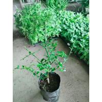 ราคา ต้นมะนาวคาเวียร์ Finger Lime ต้นมะนาวนิ้วมือ อร่อย มีสีสันที่สวยงาม เสียบยอด พร้อมปลูกในถุงดำ 99 บาท (16168903707)
