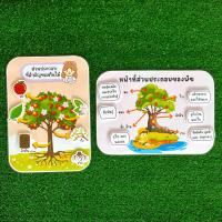 ราคา หน้าที่และส่วนประกอบของต้นไม้ สื่อการสอนวิทยาศาสตร์ สื่อการสอนปฐมวัย สื่อการสอนทำมือ ขนาดเต็มหน้า A4 (19948117868)