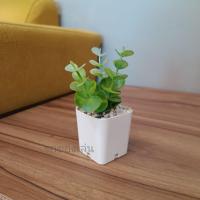 ราคา ต้นไม้มงคล ต้นไม้ปลอม 39 บาท 3 ต้น 100 บาท เสริมโต๊ะทำงาน (11116335267)