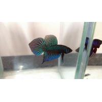 ราคา ปลากัดหางใบโพธิ์ ปลากัดมหาชัย ตัวผู้1 ตัว สีเขียว เกรดสวย (19388295350)