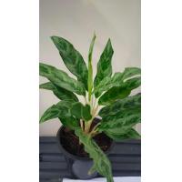 ราคา ต้นเงิน เงิน เงิน ไม้มงคล กระถาง 8นิ้ว (9729595950)