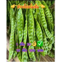 ราคา สะตอใต้ พัทลุง เม็ดโตๆ สะตอใต้สดๆ สะตอข้าว สะตอดาน เม็ดใหญ่ฝักสวย สดใหม่ทุกวัน 10 ฝัก (17395564123)