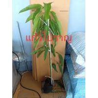 ราคา มะม่วงแก้วโบราญ ชุดละ2ต้น กิ่งทาบ สูง80ซม (8620415883)