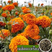 ราคา พร้อมส่ง ง่ายต่อการปลูกเมล็ดพันธุ์ดาวเรือง 100 เมล็ดดาวเรืองสดบรรจุ 100 เมล็ดผสมสีดาวเรืองเมล็ดดอกไม้เมล็ดดาวเรืองง่ายต่อการอยู่รอดดาวเรืองเมล็ดดอกไม้ที่สวยงาม ดอกไม้ที่สวยงาม เมล็ดดอกไม้ ไม้ประดับ พ 