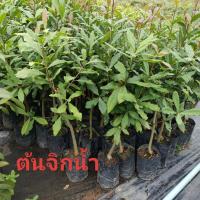 ราคา ต้นจิกน้ำ จิกนา ต้นสร้อยระย้า ต้นแข็งแรงพร้อมปลูก ต้นสูง 80 90 เซ็น 1ต้น (20956581305)