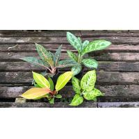 ราคา ได้ทั้ง 4 ต้น ต้นไม้มงคลจัดชุด 4 ต้น รวยล้นฟ้าเกล็ดมังกรกุมารแดงเรียกทรัพย์รับทอง จัดส่งพร้อมกระถาง กระถางไซส์ 3 นิ้ว (20833467666)