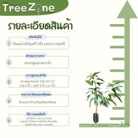 ราคา มะม่วงมันขุนศรี หรือ มะม่วงบางขุนศรี ความสูง 100 200 ซม หาทานยาก พันธุ์โบราณ รสชาติเด่น 3 รสหวานมันเปรี้ยว เกรดพรีเมียม ประกันพันธุ์แท้100 (12500152202)