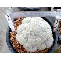 ราคา แมมขนนกขาว ต้นใหญ่ แม่พันธ์ ไม้เมล็ด พร้อมออกดอกทันที ต้นกระบองเพชร ต้นแคคตัส แคคตัส กระบองเพชร (16960672026)