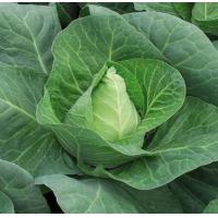 ราคา เมล็ดพันธุ์ กะหล่ำปลีรูปหัวใจ 500 เมล็ด ตรา เจียไต๋ Cabbage กะหล่ำปลี เมล็ดผัก ผักสวนครัว (20922250492)