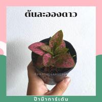 ราคา ต้นละอองดาว ในกระถาง 3 นิ้ว ไม้รำไร ใบสวย (17297818923)