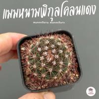 ราคา แมมหนามพิกุล Mammillaria Mammillaris แคคตัส กระบองเพชร cactus succulent (6497940026)