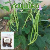 ราคา เมล็ดพันธุ์ ถั่วพุ่มเขียว ถั่วฝักยาว ไร้ค้าง ถั่วฝักยาวพุ่ม 20 50 เมล็ด ปลูกง่าย โตเร็ว 10 แถม 1 คละได้ (19590473310)