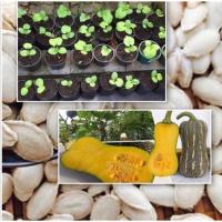 ราคา เมล็ดฟักทองบัตเตอร์นัท (4625410340)