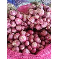 ราคา หอมแดงศรีสะเกษหัวใหญ่ๆ หัวแน่นๆสวยๆ ขนาด500กรัม 30บาท (21168591511)