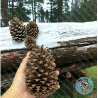 ราคา ลูกสน แทะลับฟัน สัตว์ฟันแทะ สัตว์เลี้ยง สัตว์เล็ก ไม้แทะ ไม้แอปเปิ้ล ไผ่หวาน กระต่าย กระรอก ชูการ์ แฮมเตอร์ ดอร์เมาส์ เม่นแคระ (19799057734)