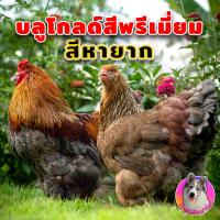 ราคา ไข่เชื้อ ไก่บราม่า สีบลูโกลด์สีแพง 2 ฟอง ไก่ยักษ์ Brahma ภาพจากพ่อแม่พันธุ์ที่ฟาร์มจริงไม่ใช่ภาพก็อปมา ประกันเชื้อและแตก 100 เก็บทุกวัน ไม่เลือดชิด สวยแข็งแรงพ่อแม่คัดพันธุ์มาดี (15061171928)