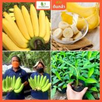 ราคา กล้วยหอมทอง ติดผล 1 ปี อายุ 5 ปี ทาบต้นสูง 30 80 ซม แข็งแรง พร้อมปลูก (17696935207)