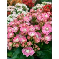 ราคา ต้นกุหลาบหิน สีชมพู Kalanchoe blossfeldiana เป็นไม้อวบน้ำ ดอกสีสวยสะดุดตา กระถาง 5 นิ้ว ไม้ประดับสวยงาม ต้นไม้นำเข้า มาจากมาดากัสกาแอฟริกาและแถบเอเชีย ไม้พุ่มอวบน้ำ ไม้ประดับ กระถาง ไม้มงคล แคคตัส ไม้