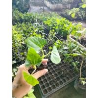 ราคา ต้นกล้า ถั่วแปบ พร้อมปลูก กล้าละ 10บาท ซื้อ 10แถม2 ถั่วแปบ เป็นพืชตระกูลถั่ว เติบโตรวดเร็ว ทานผลได้ ทานใบได้ (15907425061)