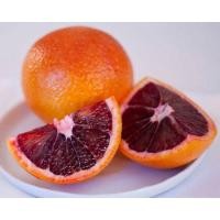 ราคา ต้นส้มสีเลือด พันธุ์โมโล Moro Blood Orange เนื้อในสีแดง น้ำส้มแดงเหมือนน้ำเลือด หวานอร่อย หายาก ส้มลูกผสมสายพันธุ์นี้มีถิ่นกำเนิดอยู่แถบเมดิเตอร์เรเนียน จัดส่งพร้อมถุง 6 นิ้ว ลำต้นสูง 35 45ซม (2100875