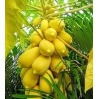 ราคา เมล็ดพันธุ์มะละกอพันธุ์ต่างๆมีดังนี้ (7822905073)