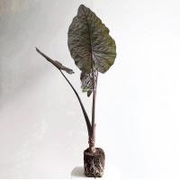 ราคา ว่านพญาลิงดำ บอนสบูเลือด บอนดำสบู่เลือด สบูเลือดบอน พญาลิงดำ (20269177489)