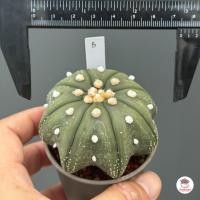 ราคา แอสโตรไฟตัม ทรงปลาดาว Astrophytum แคคตัส กระบองเพชร cactus succulent (8560467978)