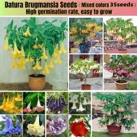 ราคา เมล็ดพันธุ์ บอนสี High Germination Datura Brugmansia Seeds บรรจุ 35 เมล็ด Flowering Plants Seeds ต้นไม้มงคลสวยๆ ดอกไม้ เมล็ดพันธุ์ เมล็ดบอนสี บอนสีหายาก เมล็ดดอกไม้ บอนสีหายากไทย ต้นไม้ฟอกอากาศ ไม้ประ