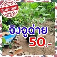 ราคา ต้นจิงจูฉ่าย ถุงใหญ่ ถุงละ 50 บาท ต้นโต แข็งแรงพร้อมปลูก จิงจูไฉ่ จินจูฉ่าย สมุนไพรใส่ในต้มเลือดหมู ขับลม บำรุงไต (16232099980)