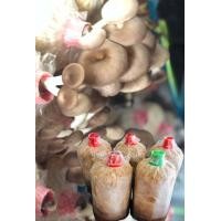 ราคา ก้อนเชื้อเห็ด นางฟ้าภูฐาน ชุด 5 ก้อน (9709930739)