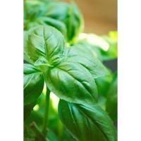 ราคา เมล็ดพันธุ์ โหระพาอิตาเลี่ยน โหระพาใบใหญ่ เบซิลใบใหญ่ 50 400 เมล็ด Italian Basil ปลูกง่าย โตเร็ว ซื้อ 10 แถม 1 คละได้ (16407931312)