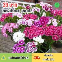 ราคา เมล็ด ดอกผีเสื้อคละสี บรรจุ 300 เมล็ด (19597638246)