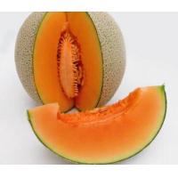 ราคา เมล็ดเมล่อน เนื้อส้ม แคท เมล่อน ซื้อ 10 แถม 1 คละอย่างได้ (4625362804)