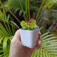 ราคา ต้นปะการังกาบหอย ต้นไม้มินิมอล ต้นไม้ปลอม 2ต้น70 บาท ตั้งโต๊ะทำงาน โต๊ะเรียน แต่งห้อง แต่งโต๊ะทำงาน แต่งบ้าน พร้อมส่งร้านไทย ท (16348393624)