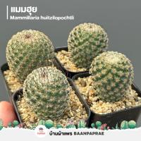 ราคา รวมกระบองเพชรและไม้อวบน้ำ 2 หลากหลายสายพันธุ์ ส่งทั้งกระถาง cactus succulent (21290673319)