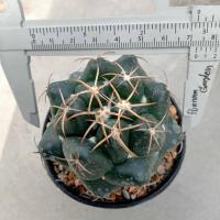 ราคา ช้าง Coryphantha elephantidens ไม้ชำหน่อ ขนาด 3 5 ซม ต้นกระบองเพชร ต้นแคคตัส แคคตัส กระบองเพชร (21139593157)