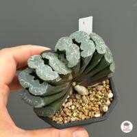 ราคา Haworthia maughanii ฮาโวเทีย ม้าตัด ไม้อวบน้ำ กุหลาบหิน cactus succulentหลากหลายสายพันธุ์ (8093927326)