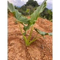 ราคา บอนหูช้าง บอนกระดาษ ขนาดกลาง (11102459586)