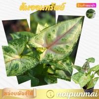 ราคา ต้นออมทรัพย์ กระถาง 3 นิ้ว ไม้มงคล ส่งพร้อมกระถาง (21051397804)